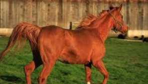 Конна разработена скорост: средна и максимална